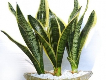 除甲醛最好用哪些植物?